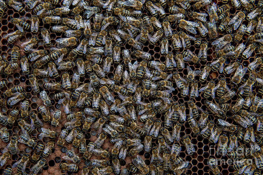 Swarm Of Honey Bees Working On Combs Producing Honey And Breed In Teamwork Photograph by Andreas Berthold