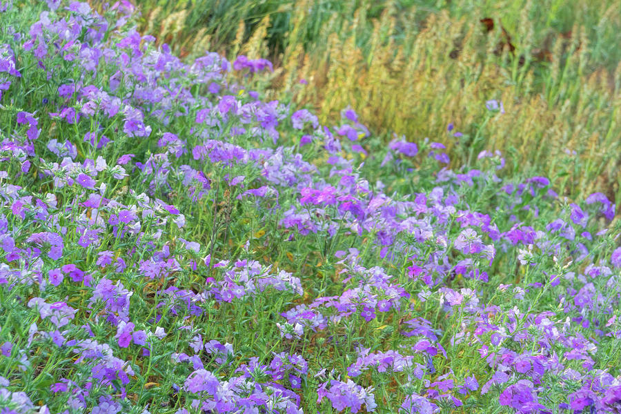 Swaths of Phlox Color Photograph by Betty Eich