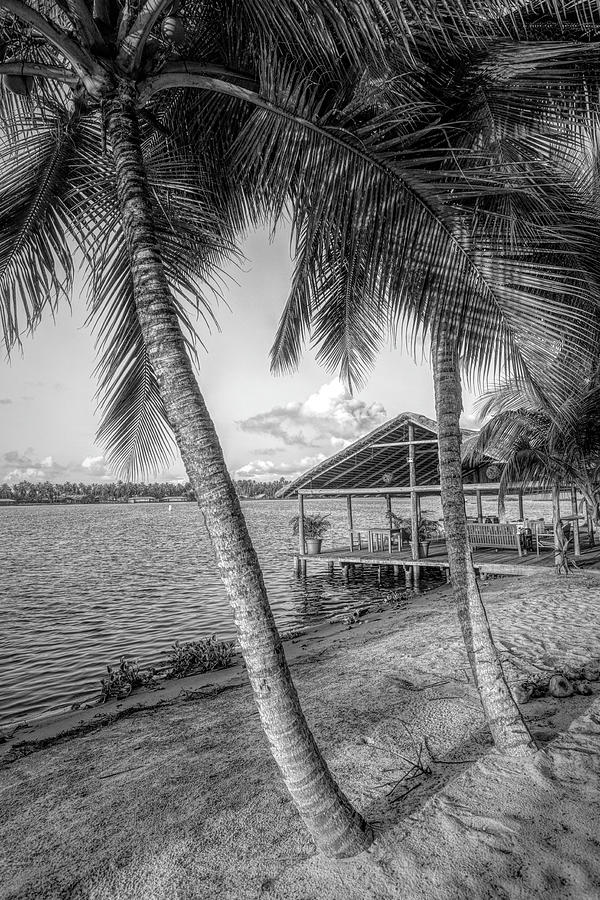 Swaying Palms at Sunrise in Black and White Photograph by Debra and Dave Vanderlaan