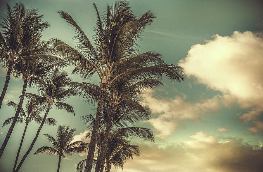 Swaying Vintage Palms Photograph