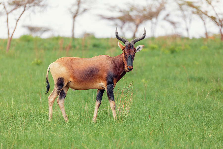 Swayne's Hartebeest antelope, Ethiopia wildlife Photograph by Artush ...