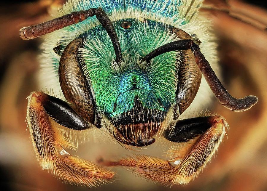 Sweat bee Agapostemon coloradinus Photograph by Mona Master Art - Fine ...