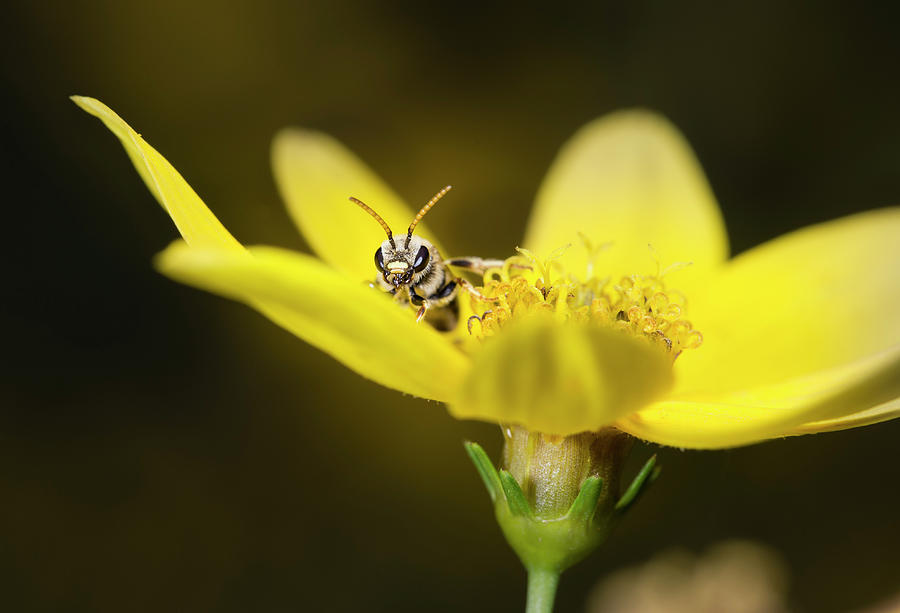 Sweat Bee on Coreopsis Photograph by Andrew Pacheco