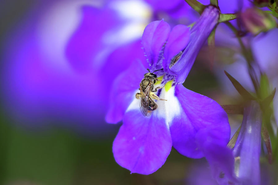 Sweat Bee on Flower Photograph by Brook Burling