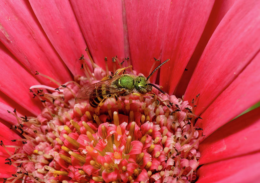 Sweat Bee on Gerbera Photograph by Jean Noren