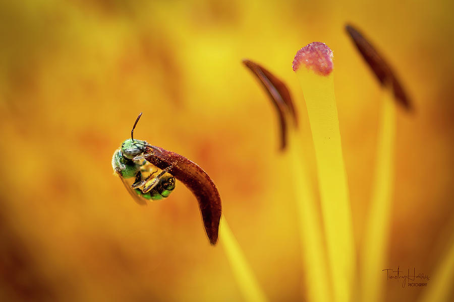 Sweat Bee on Lily Photograph by Timothy Harris