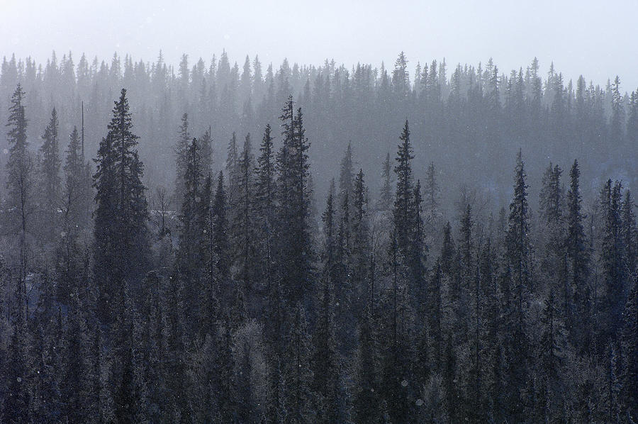 Sweden, Jamtland, Hakafot, frosty spruce forest, elevated view Photograph by Peter Lilja