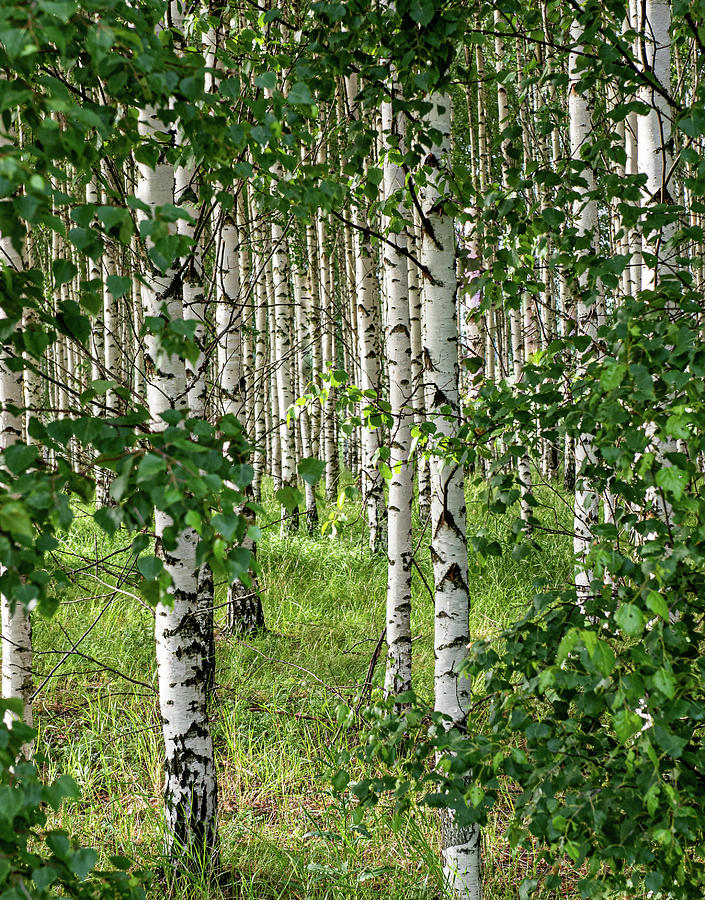 Swedish birch forest Photograph by Saga Imagery Kevin and Susanne ...