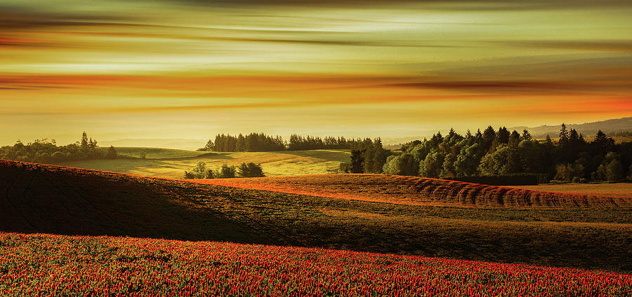Spring Photograph - Sweeping Fields of Clover by Don Schwartz