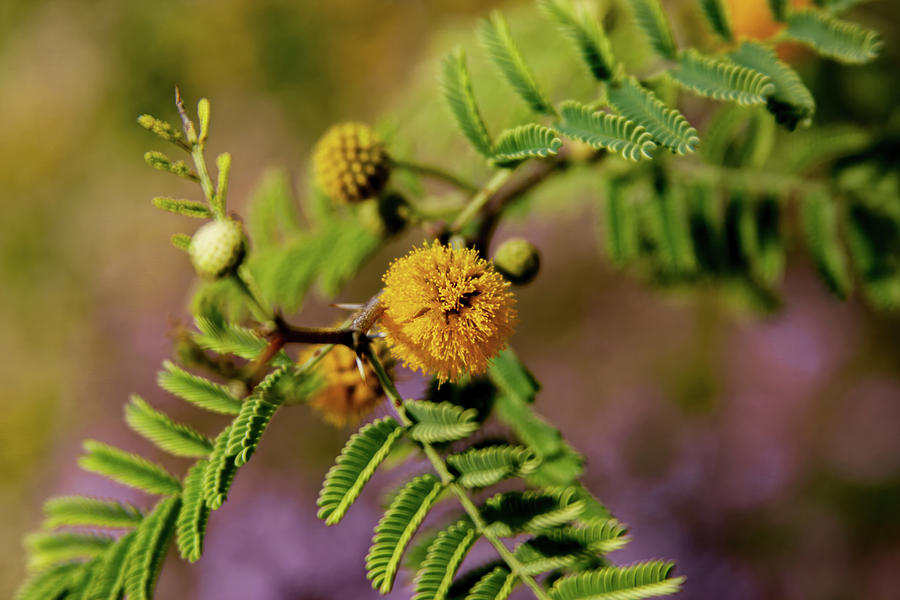 Sweet Acacia in Bloom Photograph by Bonny Puckett