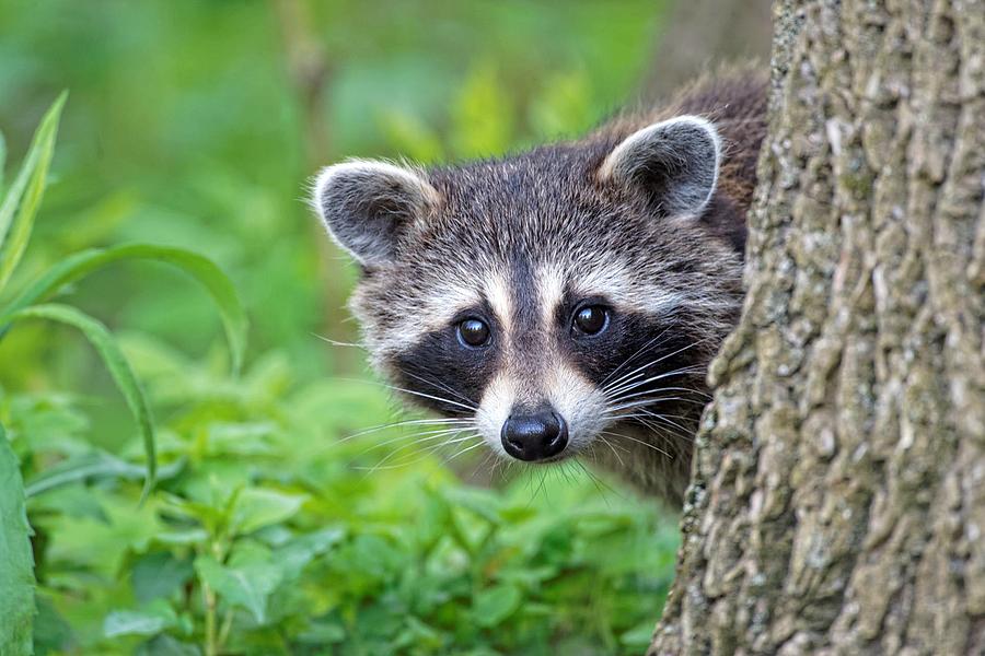 Sweet Adorable Racoon Peeking Close Up Ultra HD Photograph by ...