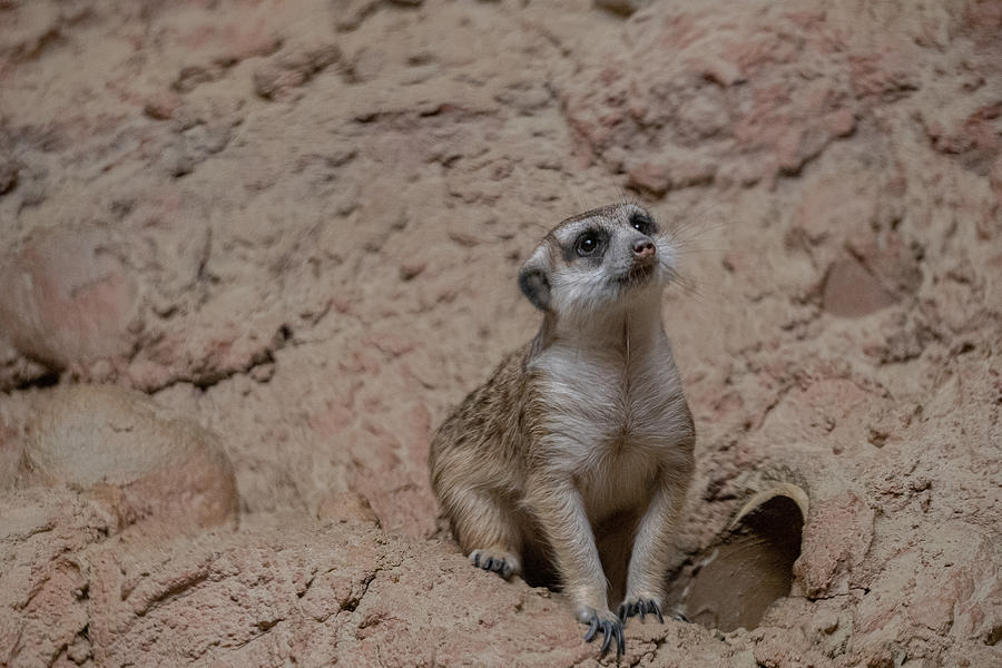 Sweet and Adorable Meerkat Photograph by Linda Howes