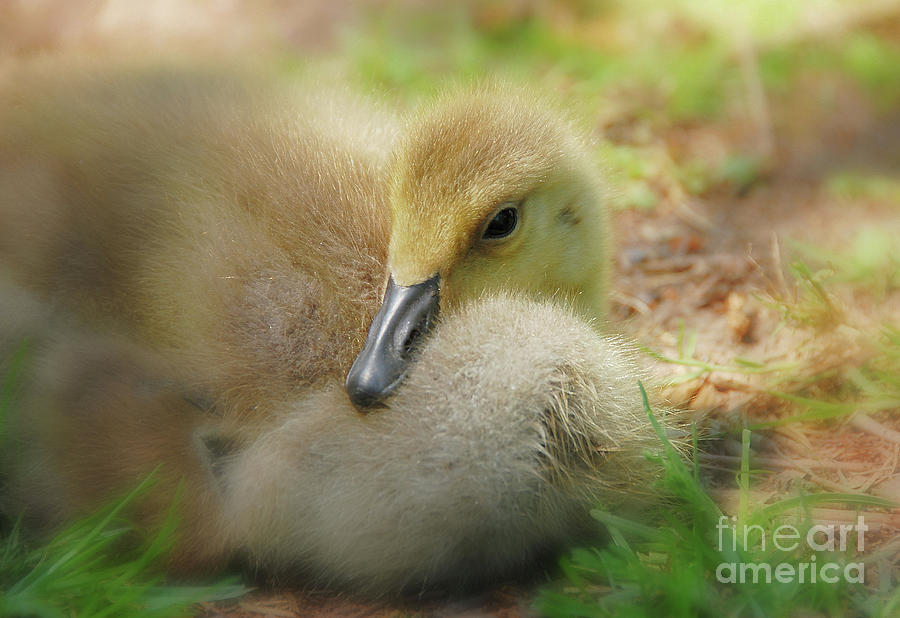 Sweet and Cuddly Gosling Photograph by Elaine Manley