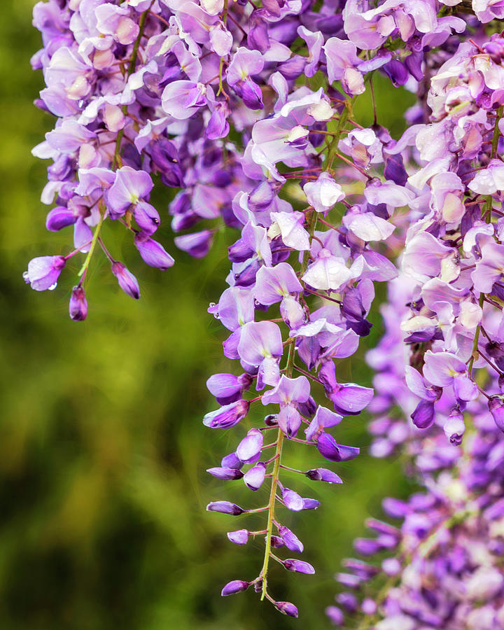 Sweet and Fragrant Wisterias Photograph by Lindsay Thomson