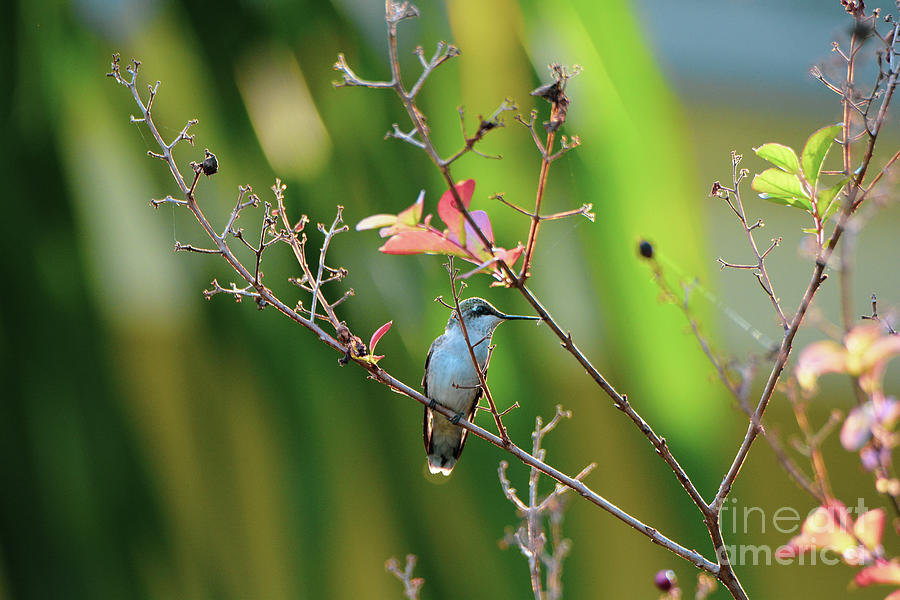 Hummingbird Photograph - Sweet and Sassy by Katy L