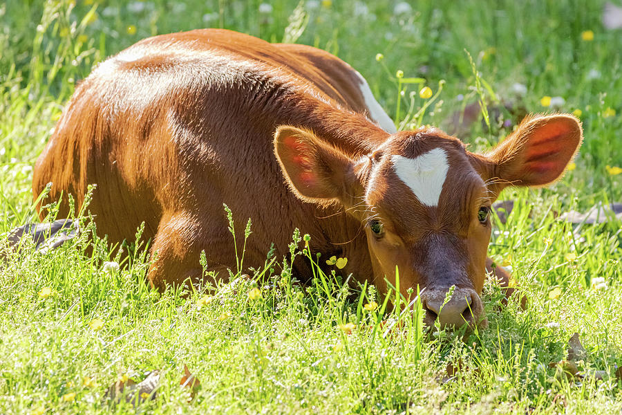 Sweet Baby Cow Photograph by Rachel Morrison