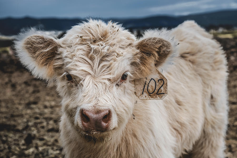 Sweet Baby Highland Coo in Colorado Photograph by Danette Steele