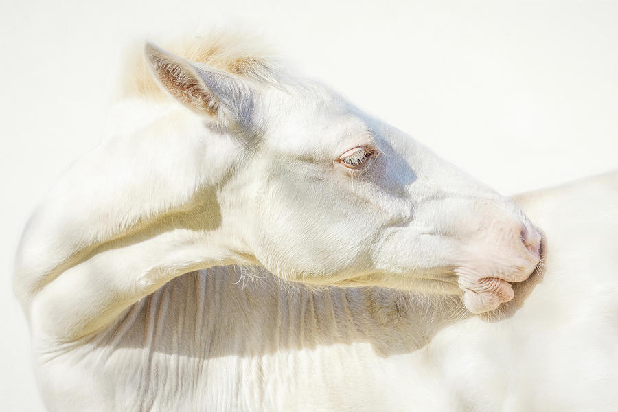 Ivory Bliss - Horse Art Photograph by Lisa Saint