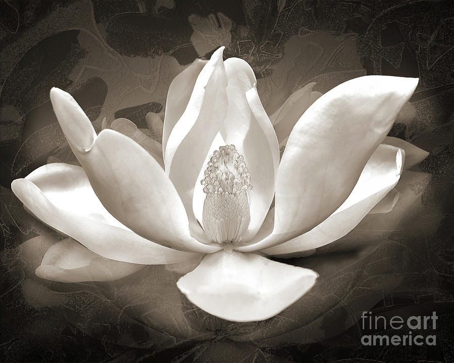 Sweet Baby Magnolia - Black And White Digital Art by Anthony Ellis