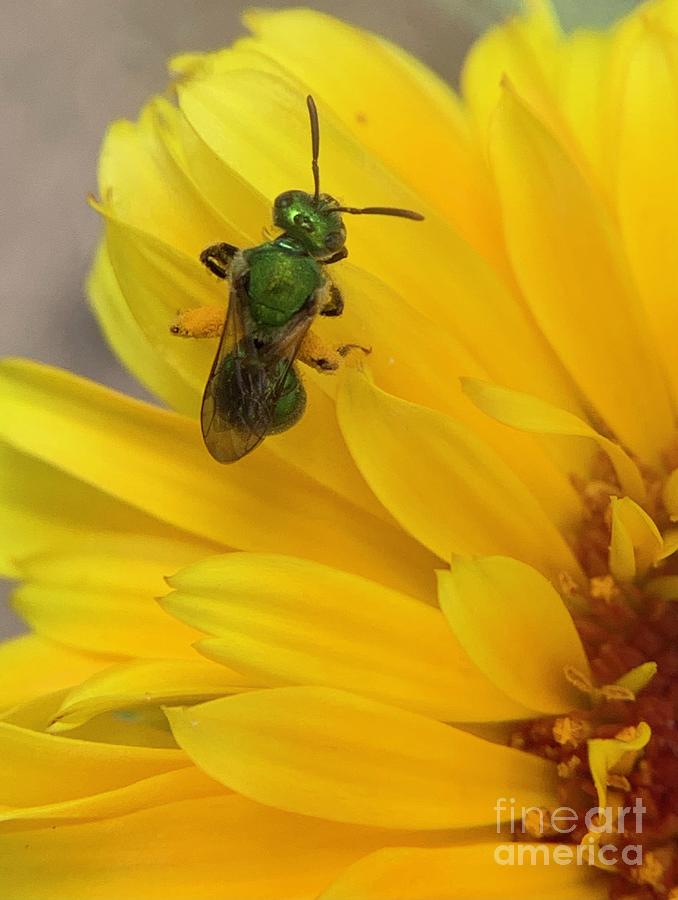 Sweet Bee Photograph by Catherine Wilson