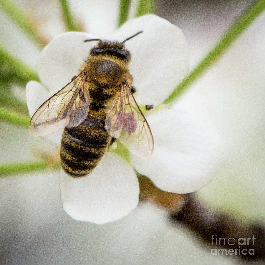 Sweet Bee Photograph by Cheryl McClure