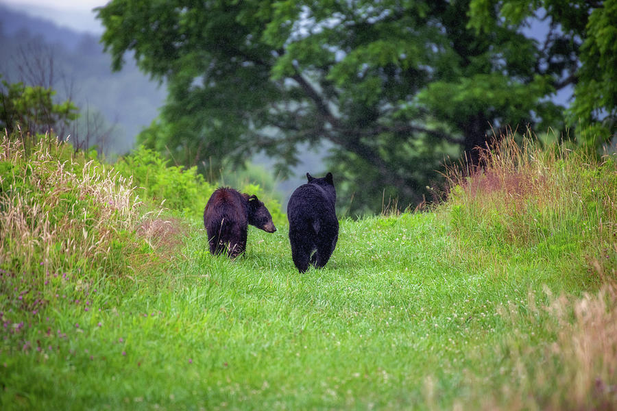 Sweet Black Bear Couple Photograph by Robert J Wagner