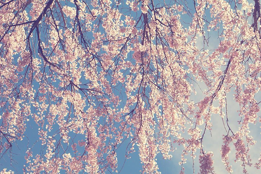 Sweet Blossoming Days Photograph