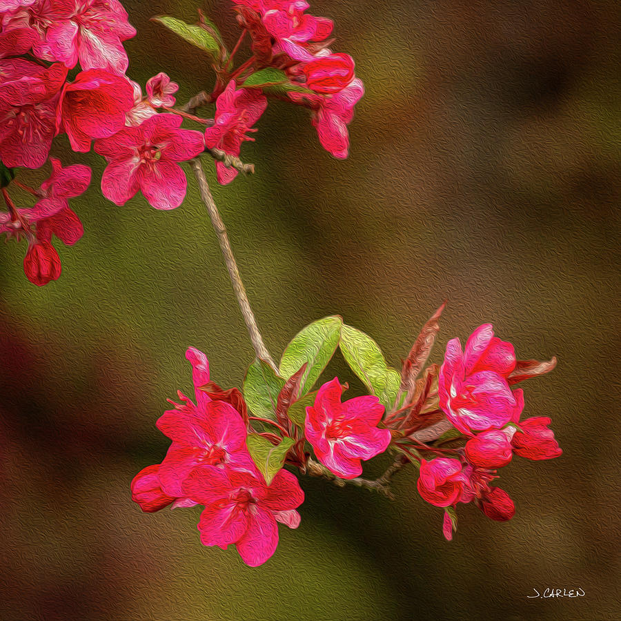 Sweet Blossoms Photograph by Jim Carlen