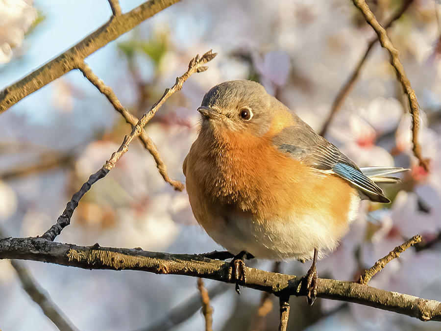 Sweet Bluebird in a Cherry Tree Photograph by Rachel Morrison