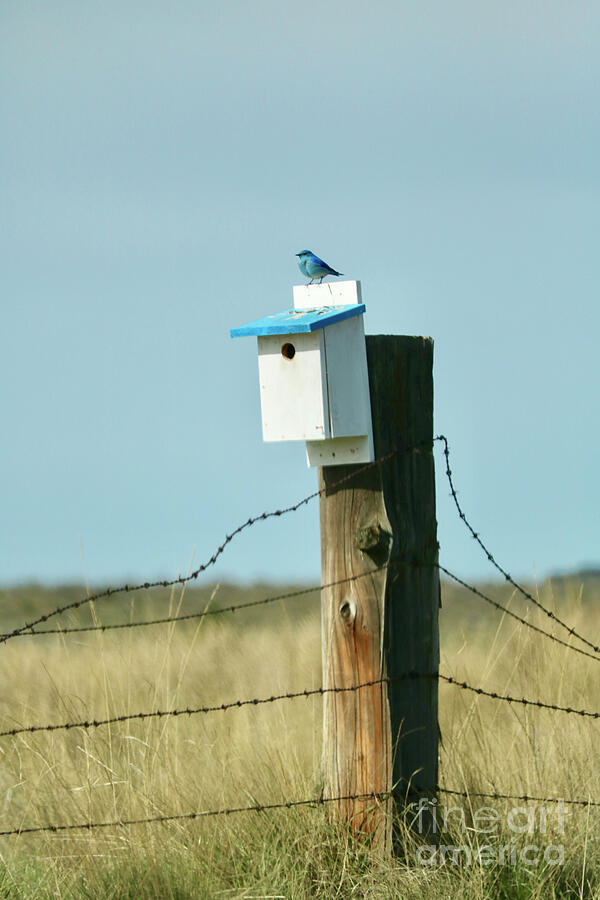 Sweet Bluebird on Birdhouse Photograph by Carol Groenen