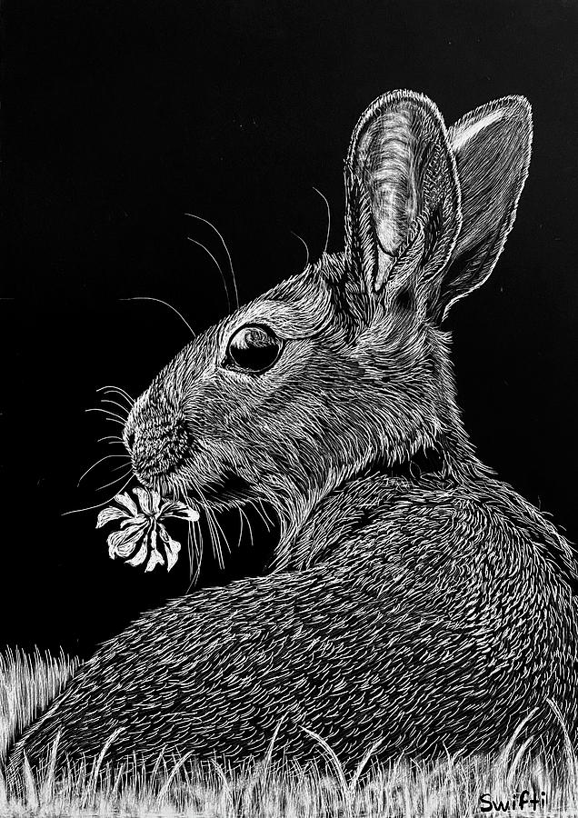 Sweet Brown Bunny Drawing by Sonja Jones