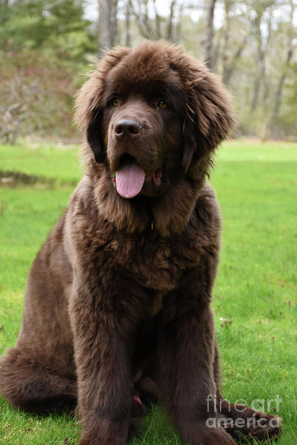 Sweet Brown Newfie Puppy Dog Sitting Down Photograph by DejaVu Designs ...