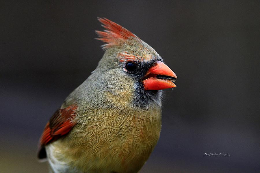 Sweet Cardinal Photograph by Mary Walchuck