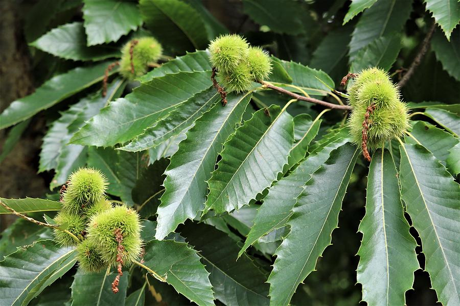 Sweet Chestnuts Photograph