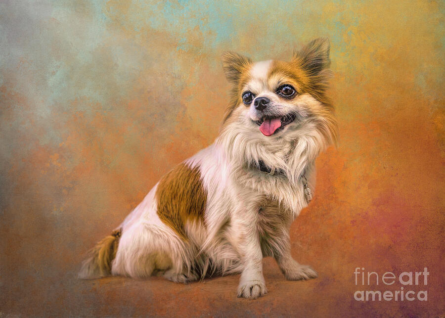 Dog Mixed Media - Sweet Chihuahua Six by Elisabeth Lucas