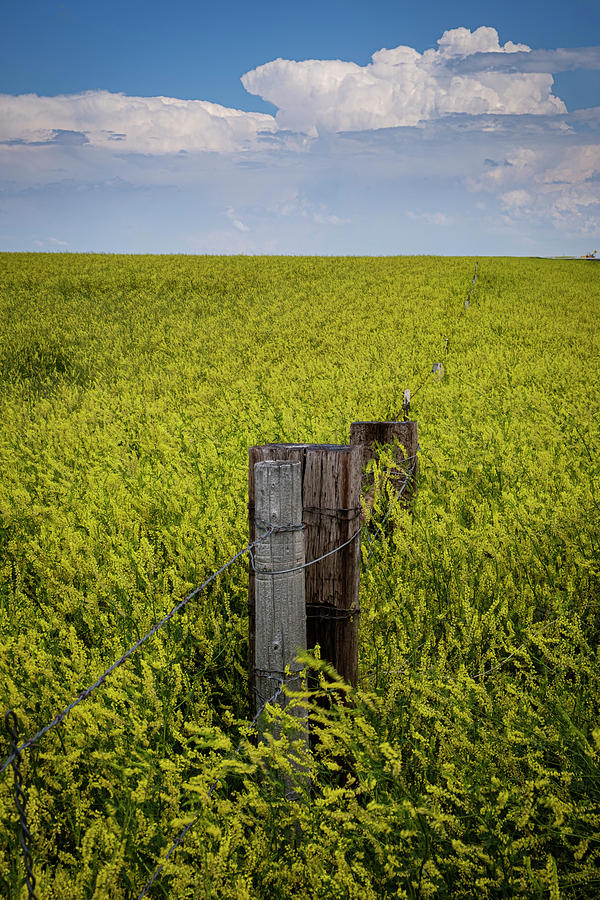 Sweet Clover Fields South Dakota Photograph by Mary Lee Dereske