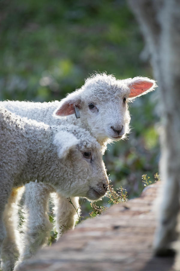 Sweet Colonial Lambs Photograph by Rachel Morrison