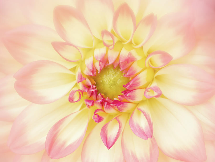 Flowers Still Life Photograph - Sweet Dahlia by Sylvia Goldkranz