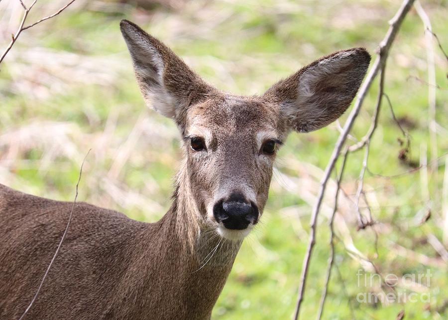 Sweet Deer Face Photograph by Carol Groenen