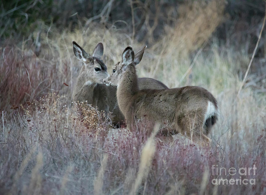 Sweet Deer In Intimate Moment Photograph by Alice Schlesier - Fine Art ...