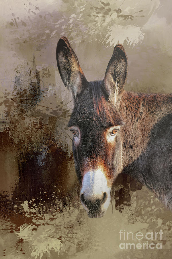 Sweet Donkey Portrait Photograph by Elisabeth Lucas - Fine Art America