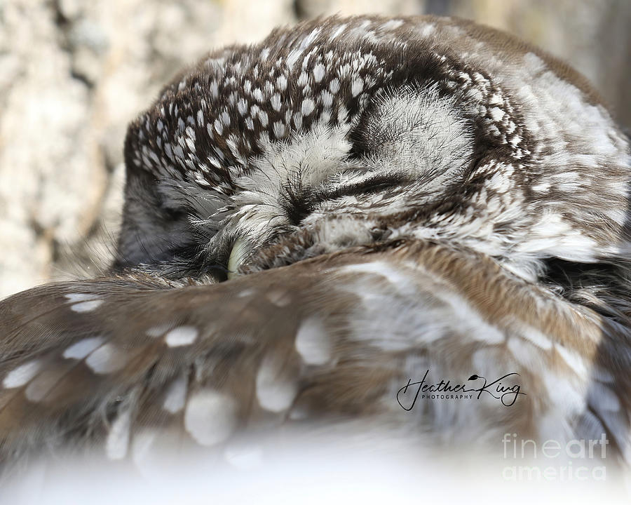 Sweet dreams boreal owl Photograph by Heather King