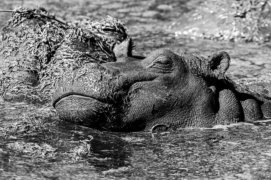 Sweet Dreams - Hippopotamus Photograph by Eric Albright - Fine Art America