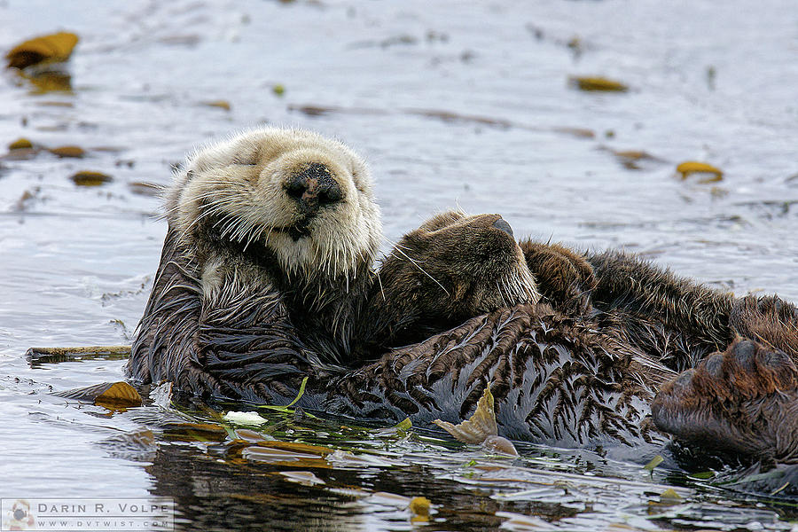 Sweet Dreams -- Sea Otter and Pup in Morro Bay, California Photograph by Darin Volpe