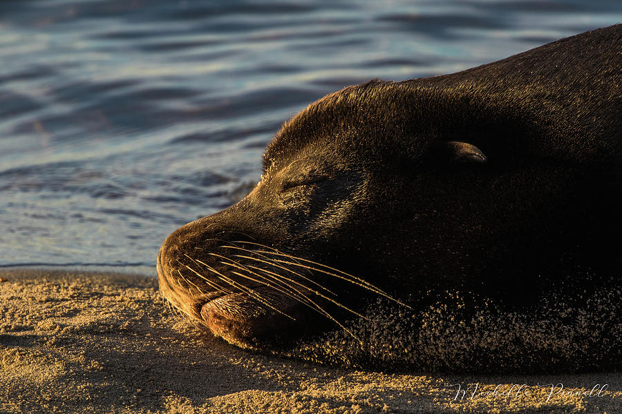 Sweet dreamss sealion Photograph by Michelle Pennell