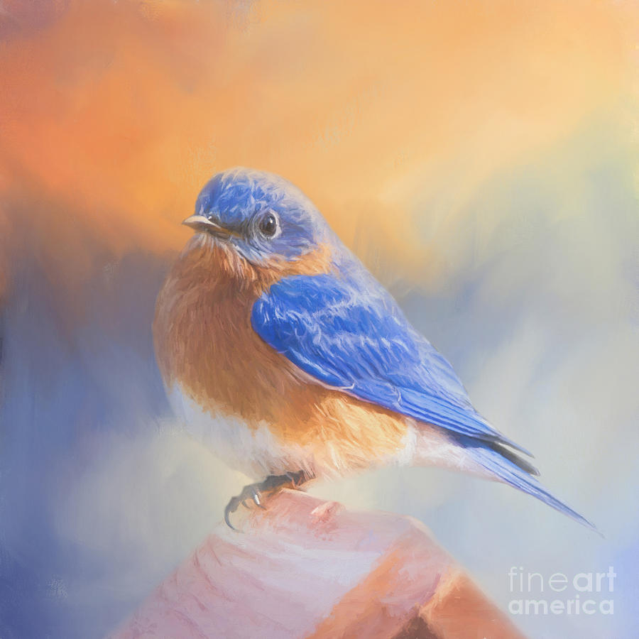 Bluebird Digital Art - Sweet Eastern Bluebird by Elisabeth Lucas