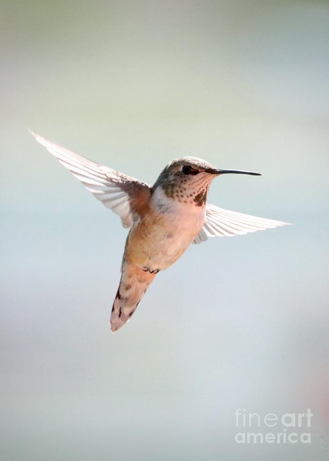 Sweet Expression Hummingbird Photograph by Carol Groenen