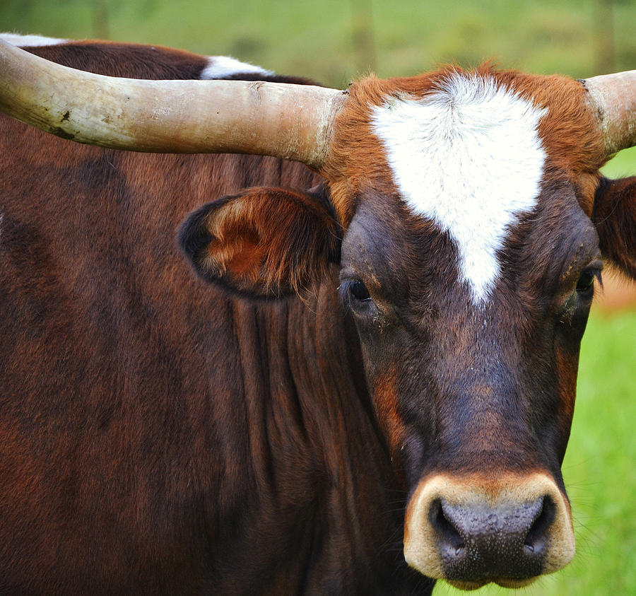 Sweet Face Longhorn Cow Photograph by Gaby Ethington
