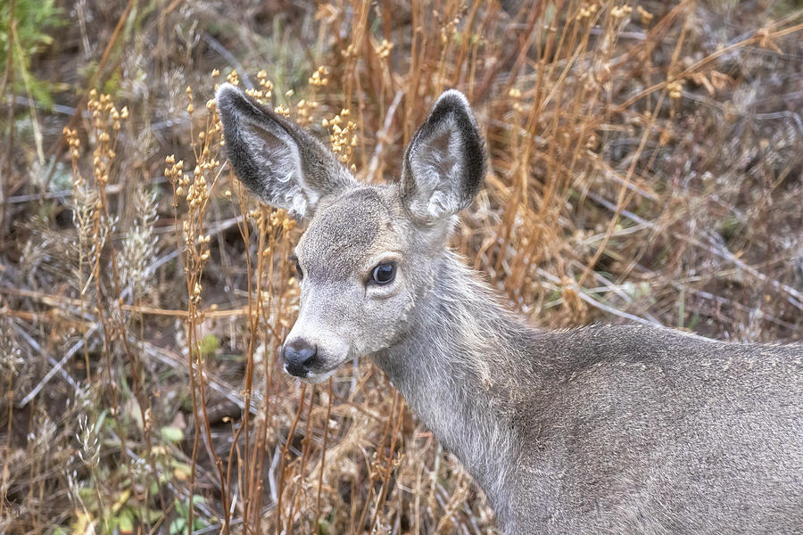 Sweet Face of a Fawn Photograph by Belinda Greb