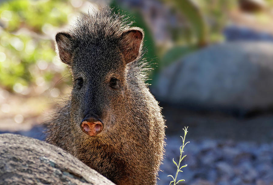 Sweet Faced Female Javelina Photograph by Moment of Perception - Fine ...